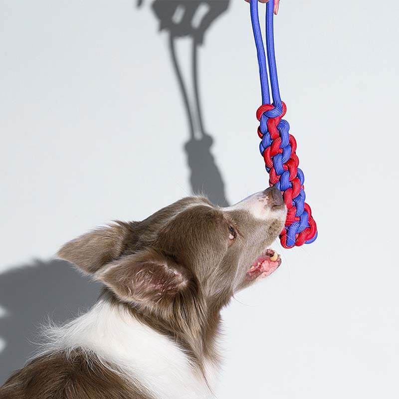 Giocattolo per cani da rimorchiatore con corda intrecciata - Color Clash
