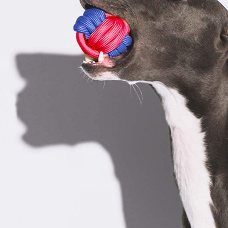 Giocattolo per cani con lancio di palline con nodi - Color Clash