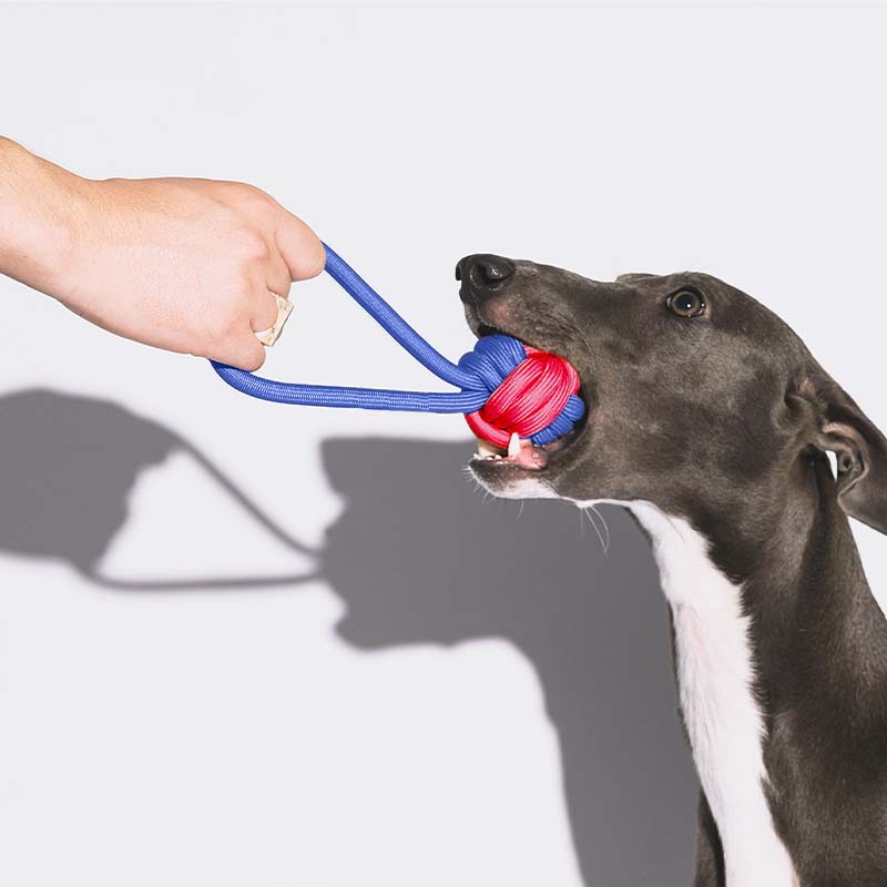 Giocattolo per cani rimorchiatore con corda Knots - Color Clash