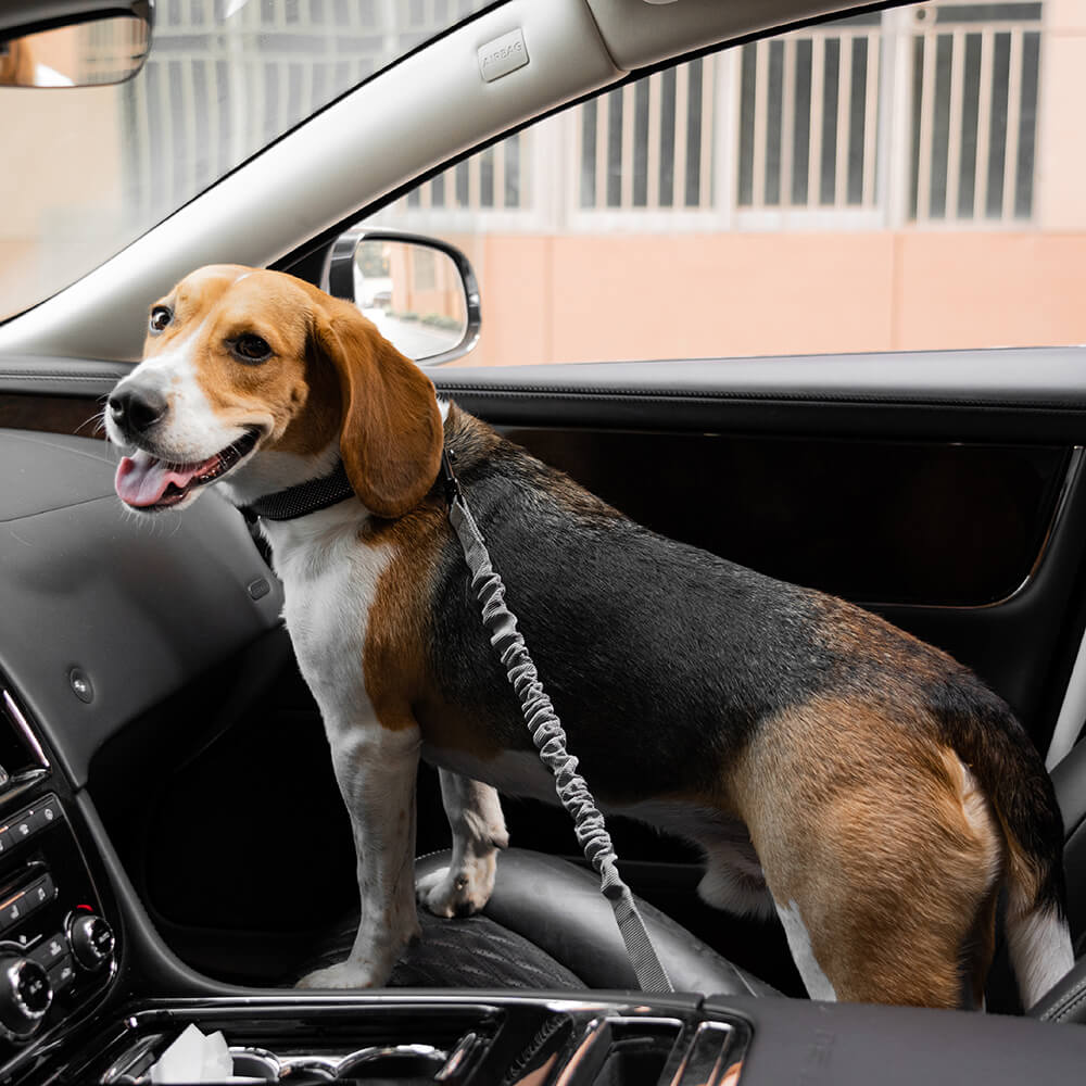 Cintura di sicurezza per auto con accessori per cani freddi regolabili