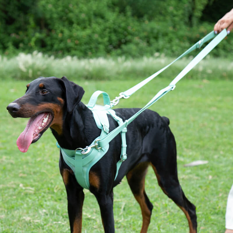 Pettorina gommosa per cani